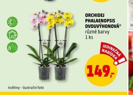 ORCHIDEJ PHALAENOPSIS DVOUVÝHONOVÁ