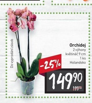 Orchidej