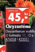 Chryzantéma - UNI HOBBY akcniletaky.com