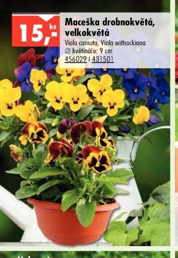 Maceška drobnokvětá, velkokvětá - UNI HOBBY akcniletaky.com
