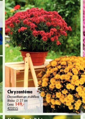 Chryzantéma - UNI HOBBY akcniletaky.com