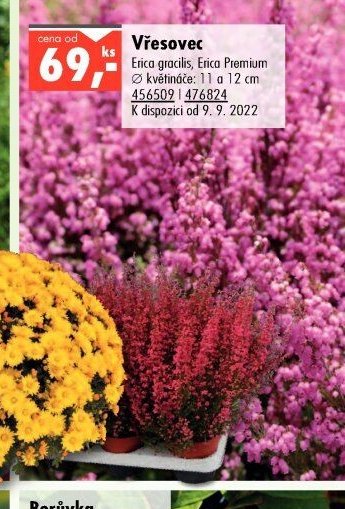 Vřesovec - UNI HOBBY akcniletaky.com