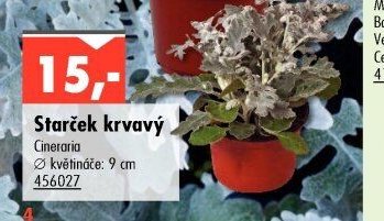 Starček krvavý - UNI HOBBY akcniletaky.com