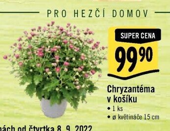 Chrysanthemum - Chryzantéma