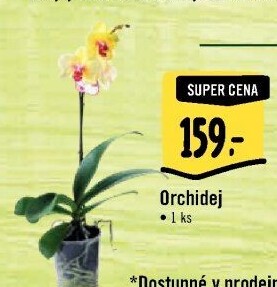 Orchidej