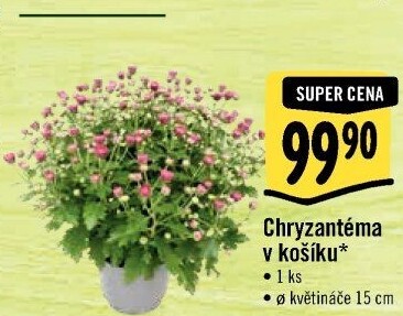 Chrysanthemum - Chryzantéma