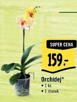Orchidej