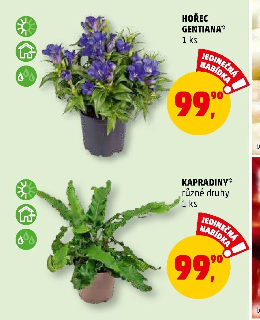 Hořec Gentiana