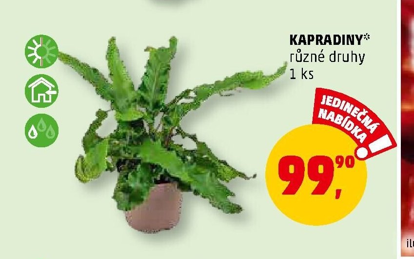 Kapradiny