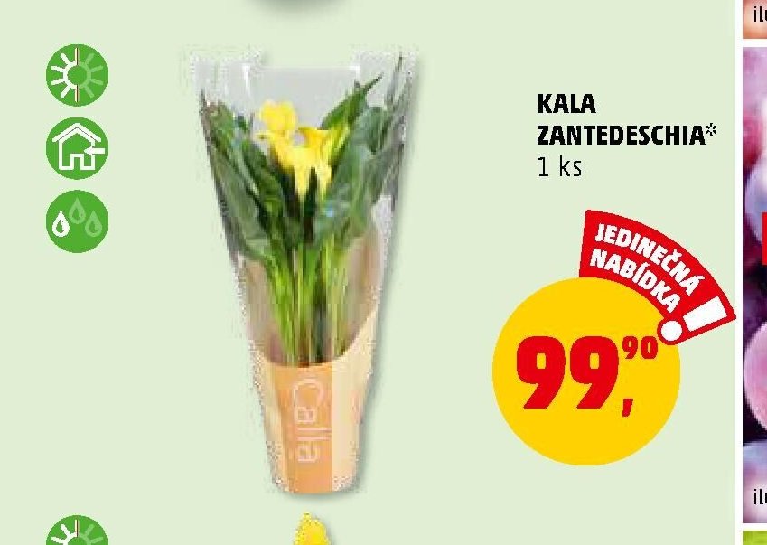 Kala Zantedeschia