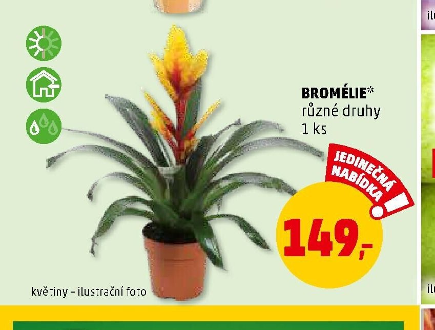 Bromélie