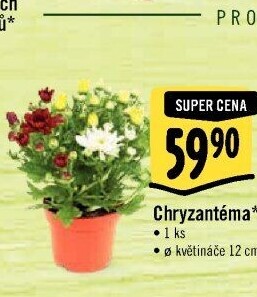 Chrysanthemum - Chryzantéma