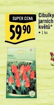 Cibulky květin - cibuloviny