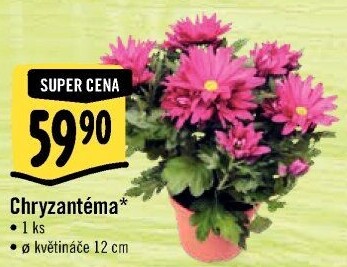 Chrysanthemum - Chryzantéma