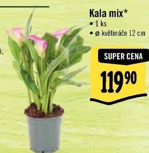 Kala - Calla