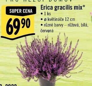 Vřesovec - Erica