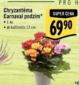 Chrysanthemum - Chryzantéma