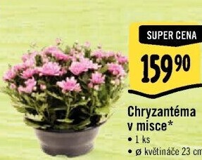 Chrysanthemum - Chryzantéma
