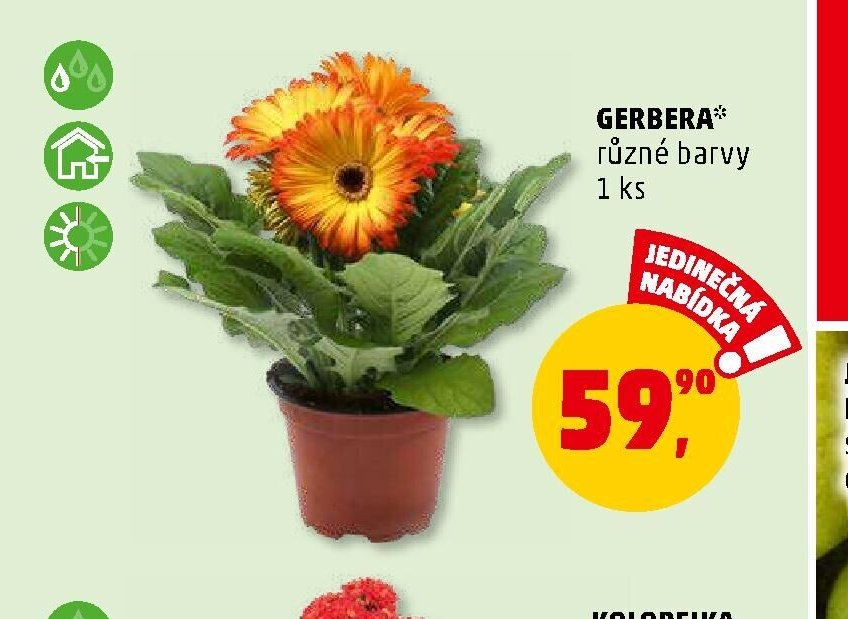 GERBERA různé barvy