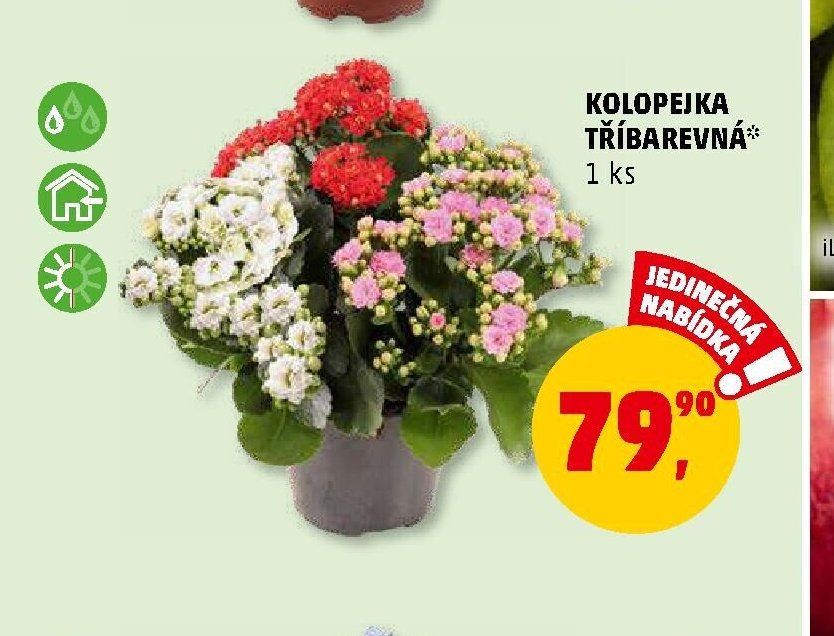 KOLOPEJKA TŘÍBAREVNÁ