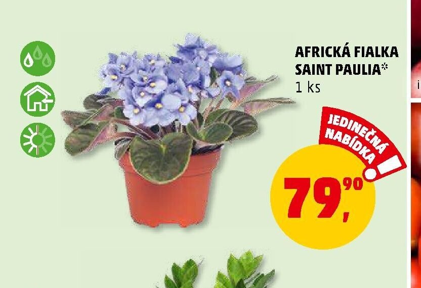 AFRICKÁ FIALKA SAINT PAULIA