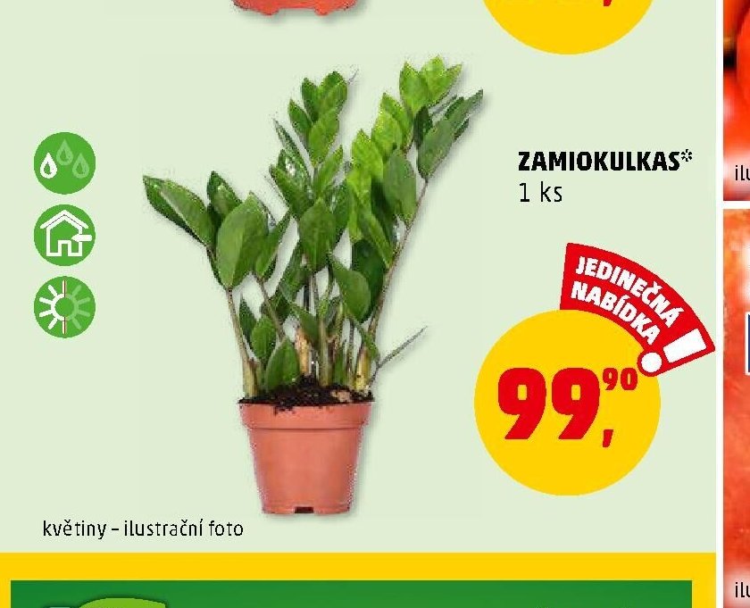 ZAMIOKULKAS