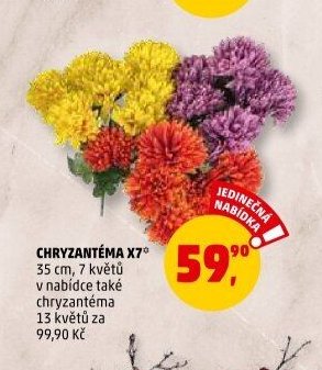 Chryzantéma x7