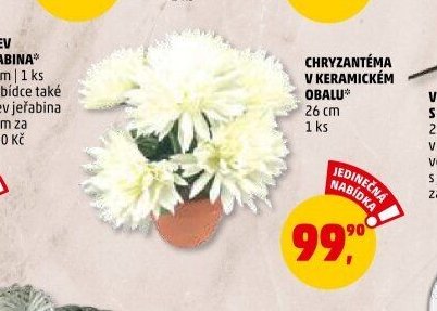 Chryzantéma v keramickém obalu