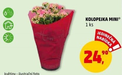 Kalanchoe - Kolopejka