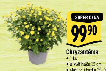 Chrysanthemum - Chryzantéma
