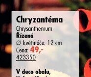Chryzantéma - UNI HOBBY akcniletaky.com