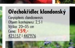 Ořechokřídlec klandonský - UNI HOBBY akcniletaky.com
