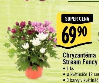 Chrysanthemum - Chryzantéma