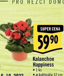 Kalanchoe - Kolopejka