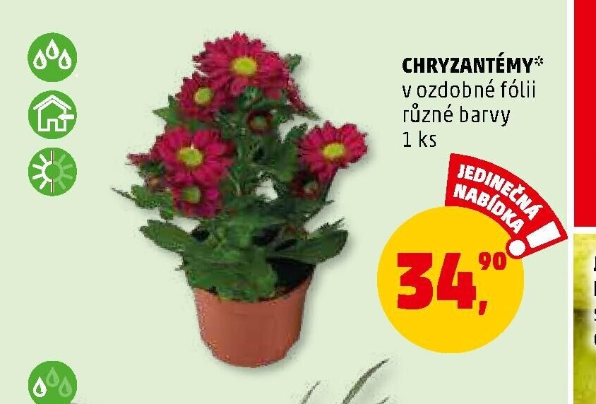 CHRYZANTÉMY