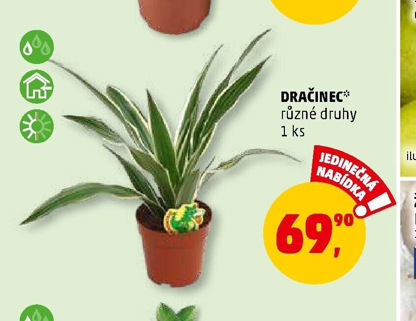 DRAČINEC