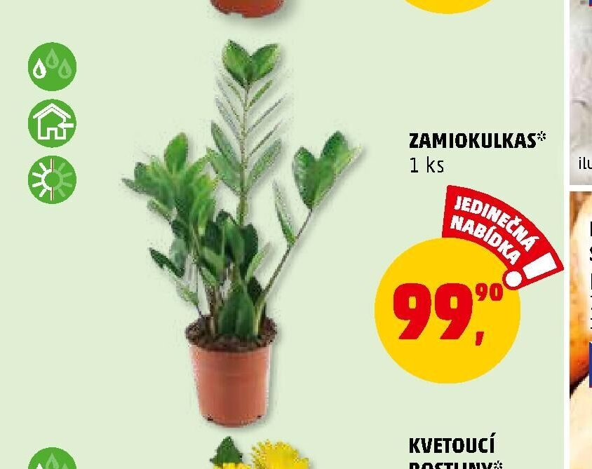 ZAMIOKULKAS