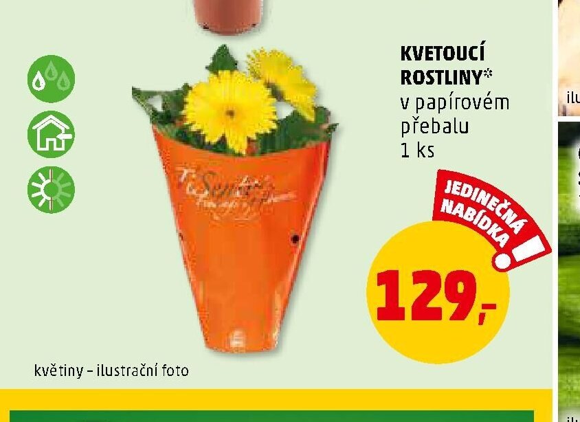 KVETOUCÍ ROSTLINY