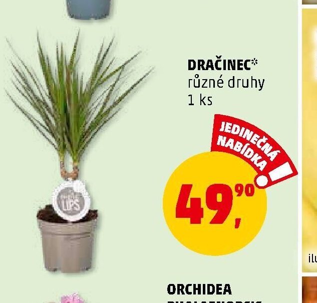 DRAČINEC