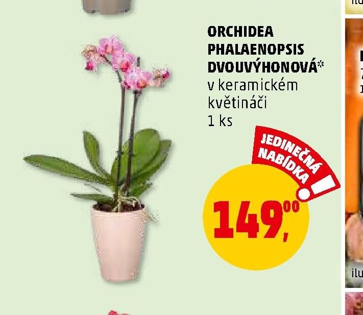 ORCHIDEA PHALAENOPSIS DVOUVÝHONOVÁ