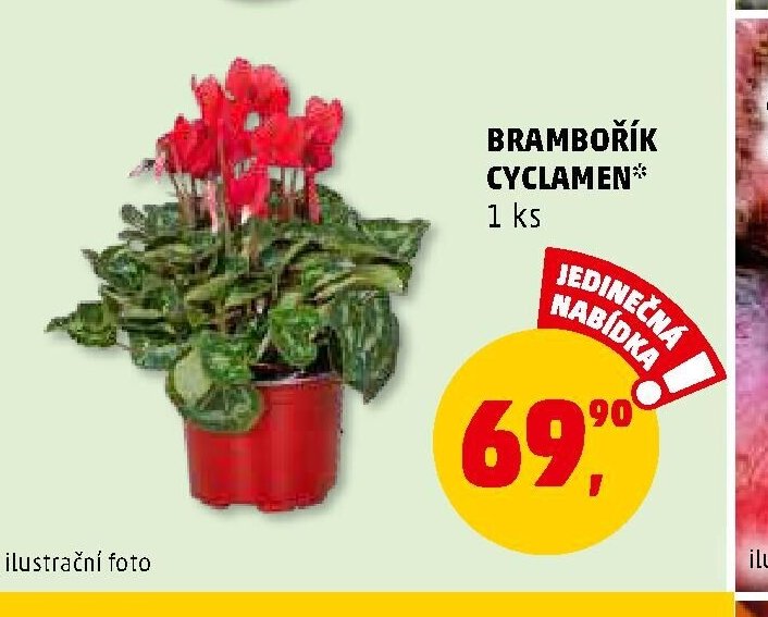 BRAMBOŘÍK CYCLAMEN