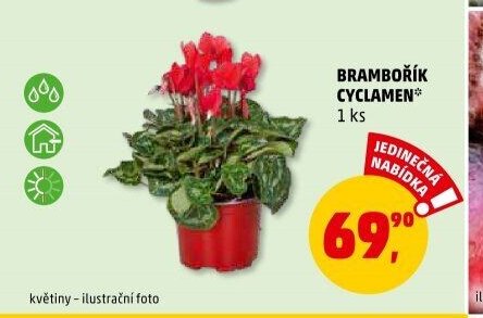 BRAMBOŘÍK CYCLAMEN