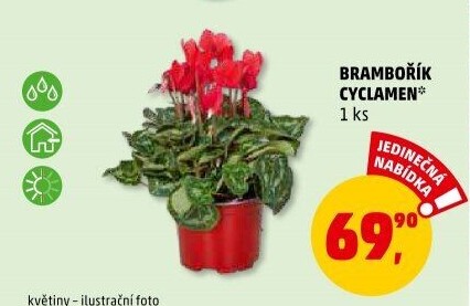 Cyclamen - Brambořík