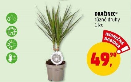 Dracena