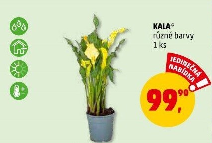 Kala - Calla
