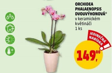 Orchidej