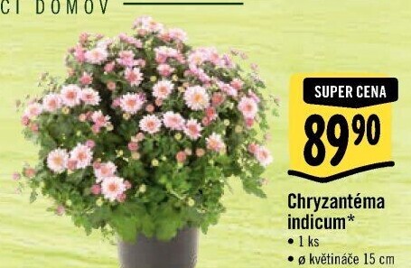 Chrysanthemum - Chryzantéma