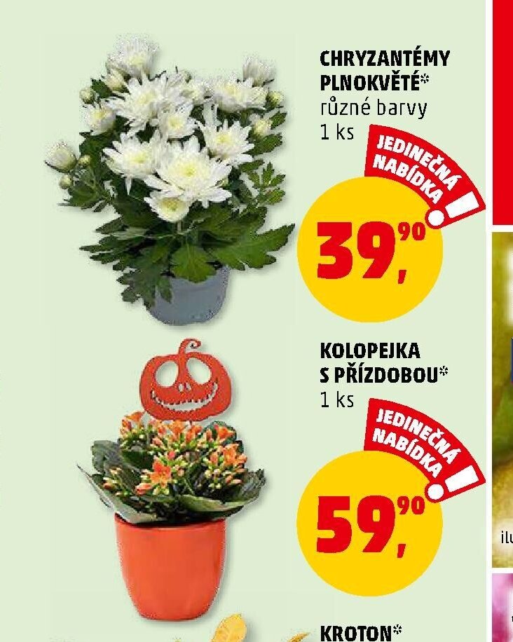 CHRYZANTÉMY PLONKVĚTÉ