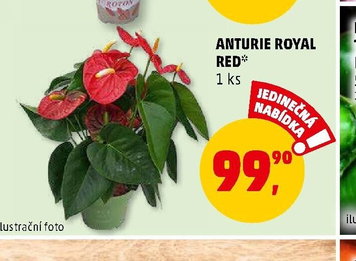 ANTURIE ROYAL RED