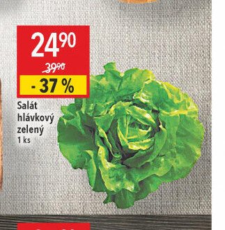 Salát hlávkový zelený